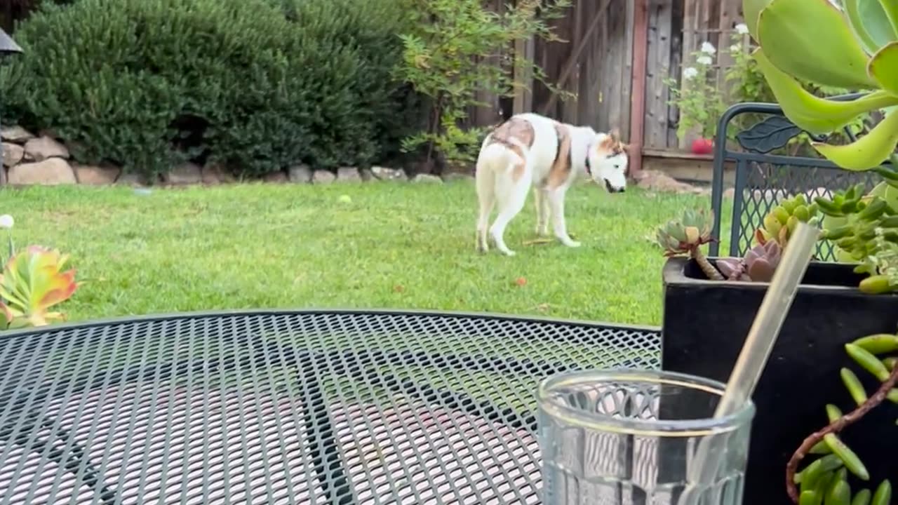 🐶😂 Adorable Dog's Favorite Thing to Do! | FunFM