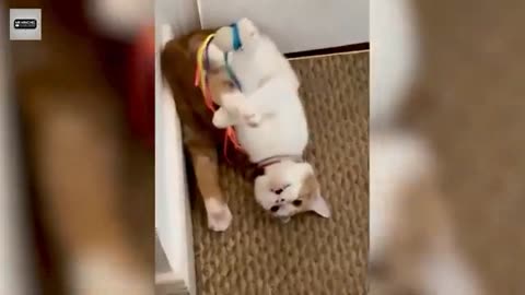 Funny Cute Dogs - Try Not To Laugh...