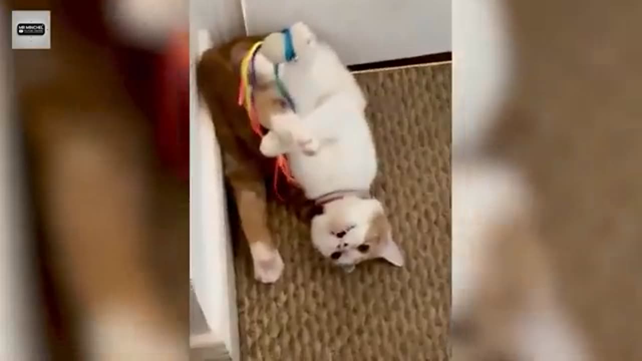Funny Cute Dogs - Try Not To Laugh...