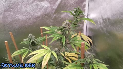 Skywalker OG [CLONE ONLY] pollinated by Triangle Canyon