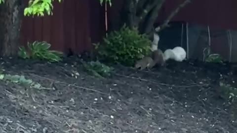 🐿️✨ White Squirrels Take Over Our Backyard! | FeedMyCuriosity