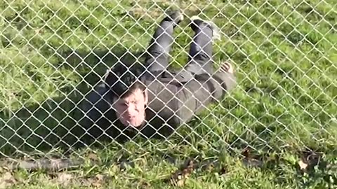 How animals get over a fence :0