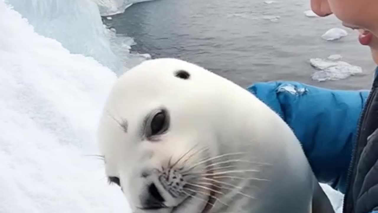 Wildlife Rescue: Woman Helps Baby Seal Out of Dangerous Ice Crevasse