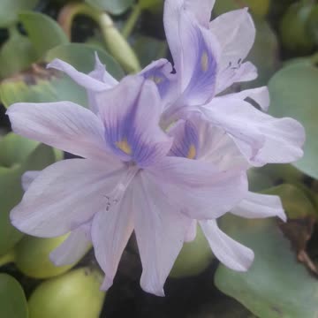 Eichhornia looks into the eyes