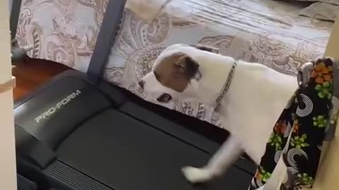Treadmill Pittie Takes A Jog