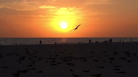Chasing Serenity: A Stunning Sunset with Black Skimmers