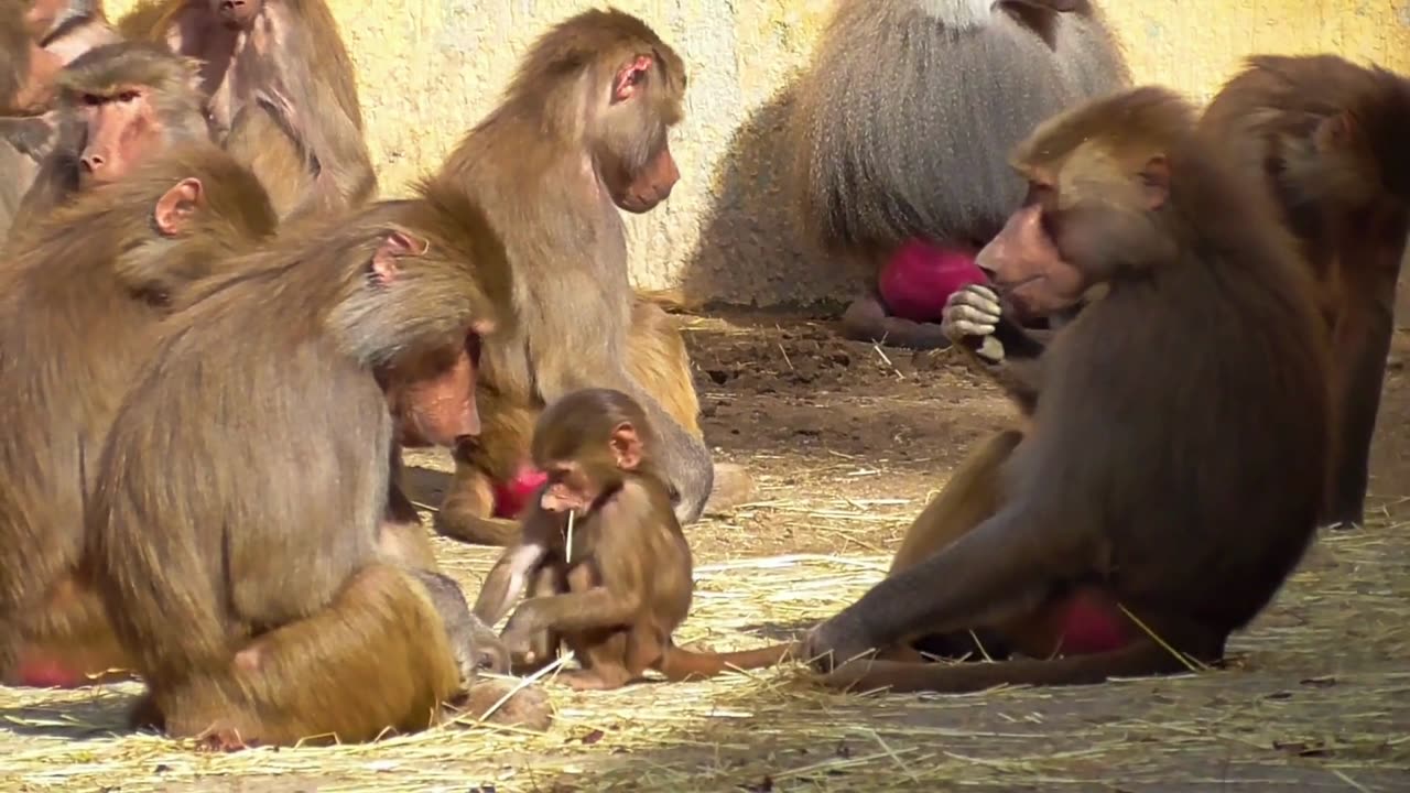 “Welcome to the Funny Monkey World!”