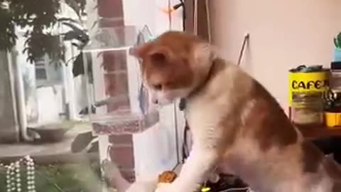 Cat vs squirrel