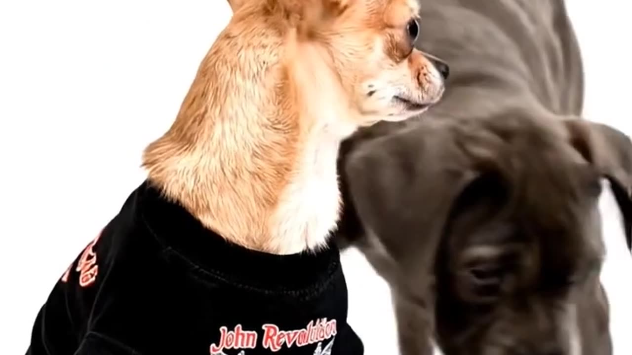 John Revolution Shirt on CHUWAWA