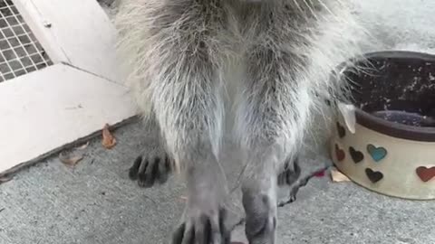 Olive the raccoon eating Froot Loops