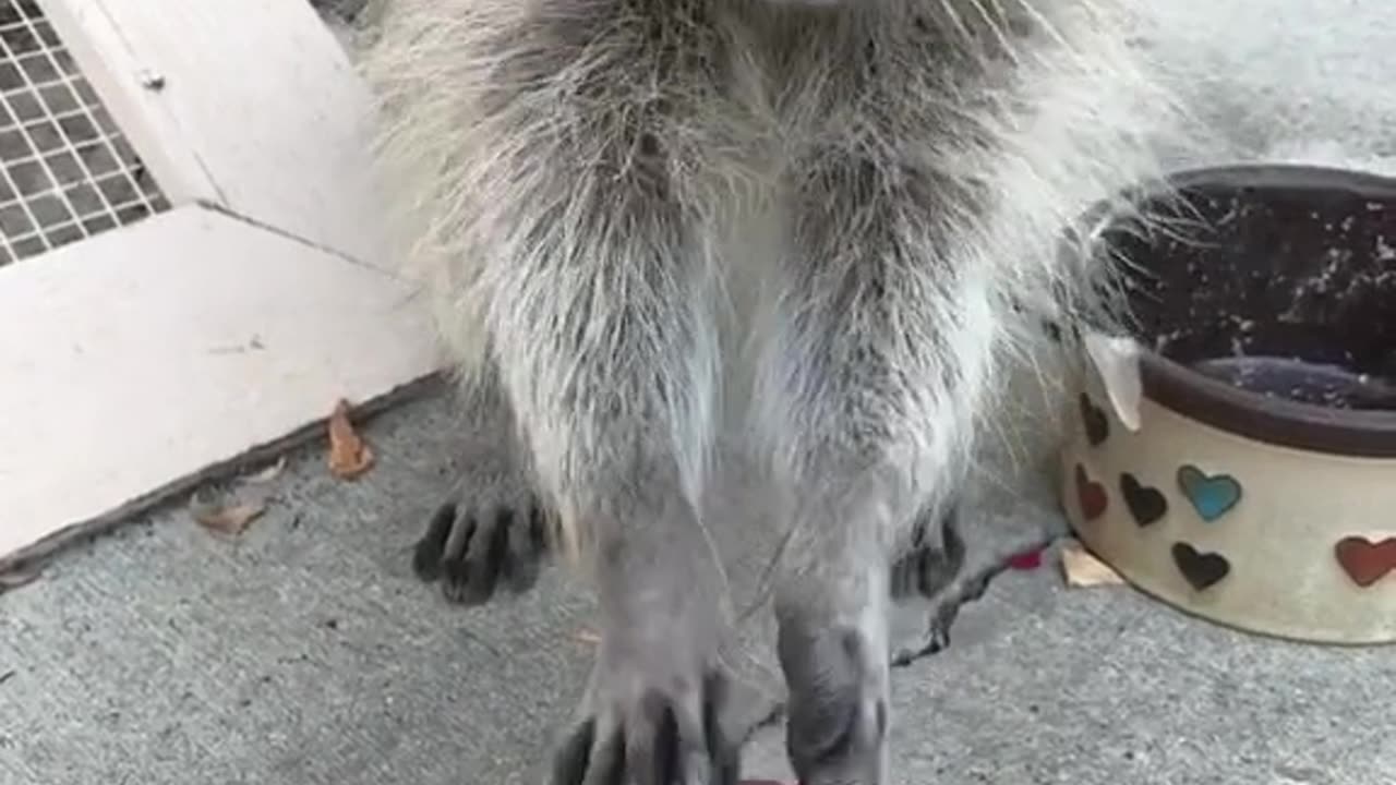 Olive the raccoon eating Froot Loops