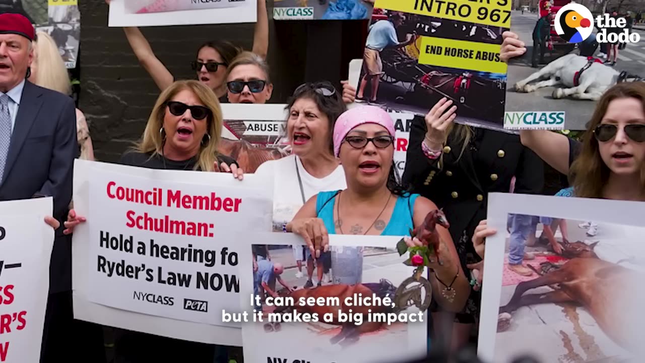 They Don't Want You To Know The Truth About Horse Carriage Business _ The Dodo