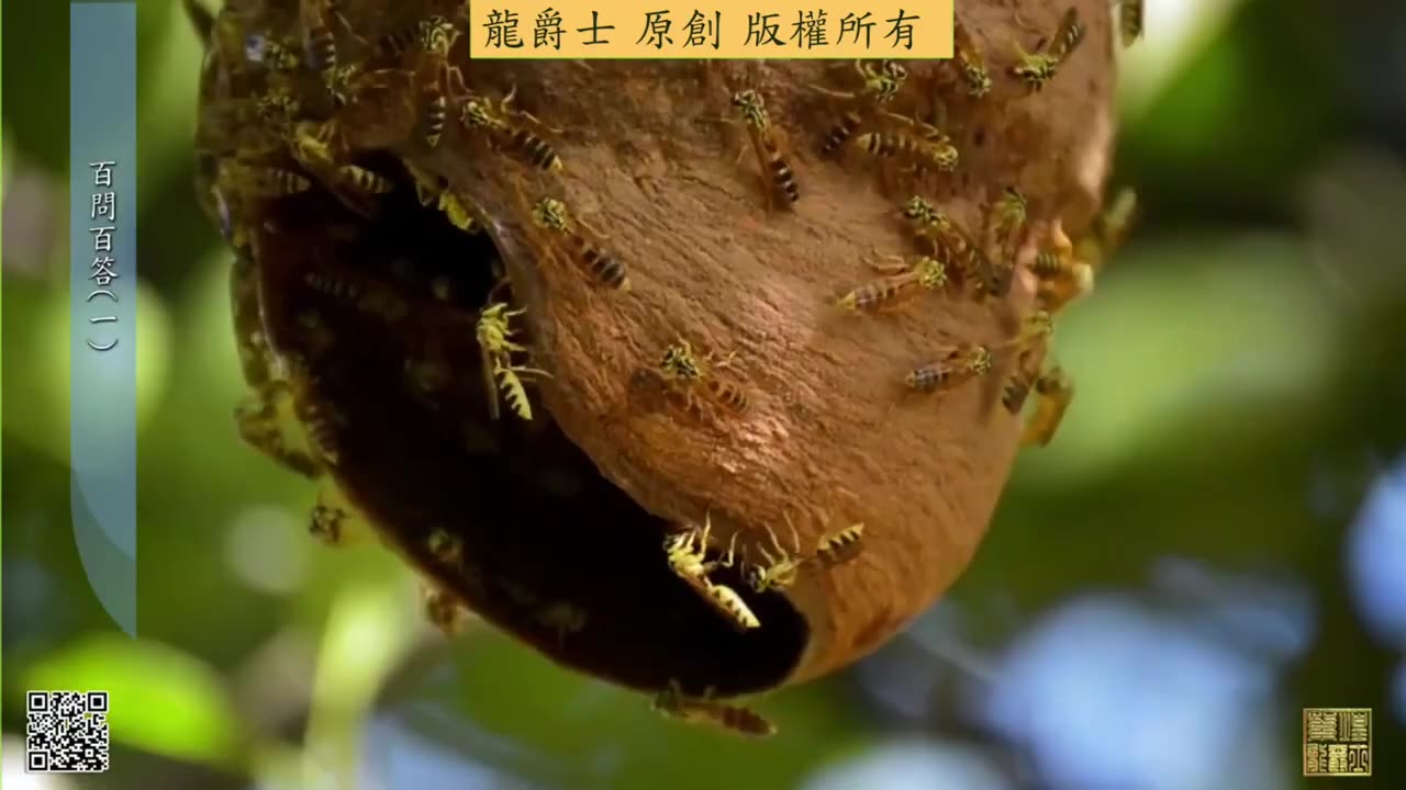 【龍爵士】千問千答 Q2 如何養水，養硝化菌