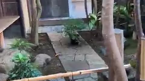 560-Year-Old Restaurant in Kyoto 🇯🇵✨ | Honke Owariya, Japan’s Historic Soba Shop