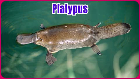 100_Wild_Animals___Learn_wild_animals_names_in_English___Kids