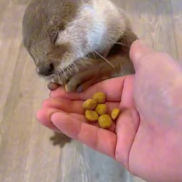 Watch a baby otter video a day to keep the winter blues away