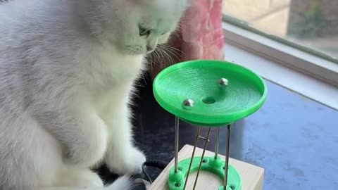 Cutest Cat Moments That Will Melt Your Heart 🐾 | Funny & Adorable Kitten Video