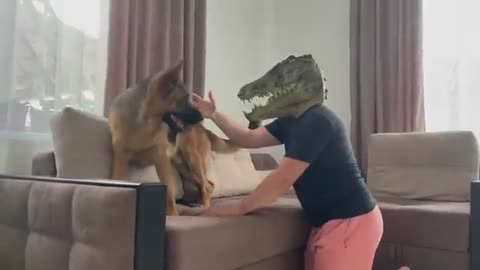 German Shepherd Pranked By Crocodile Mask!