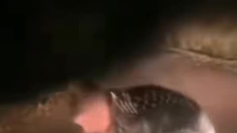 😱👻 You Won't Believe What Happens When They Grab the Skinwalker! | TheHauntingHour