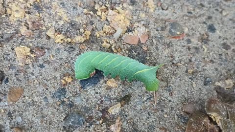 Hawkmoth Caterpillar