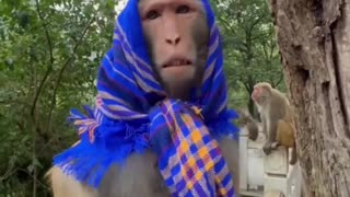 😂🐒 You Won't Stop Laughing at This Funny Monkey! | FunFM
