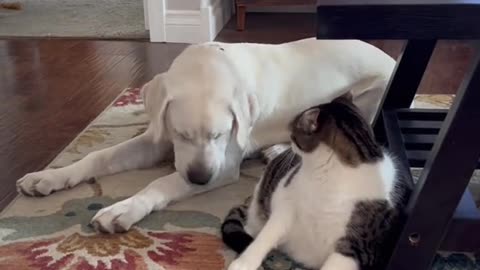 Funny video
