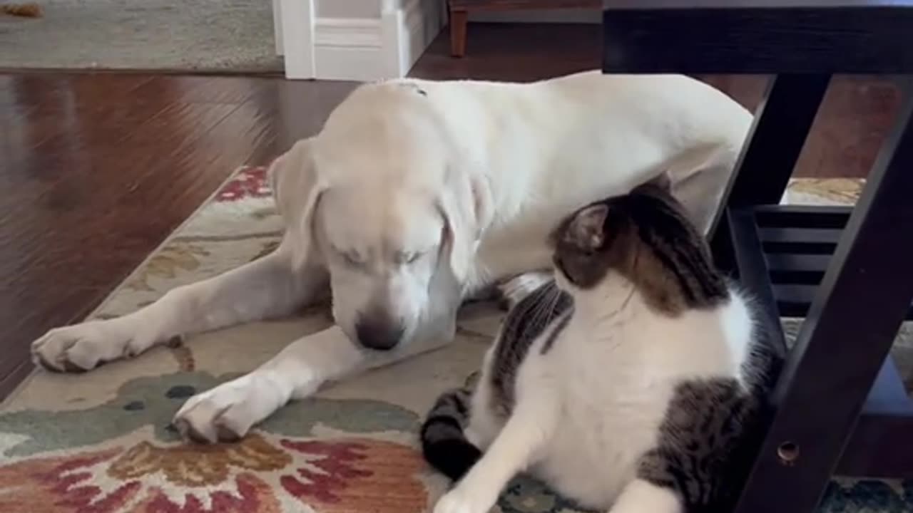 Funny video