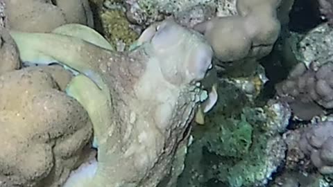 Octopus | Egypt | Fury Shoals