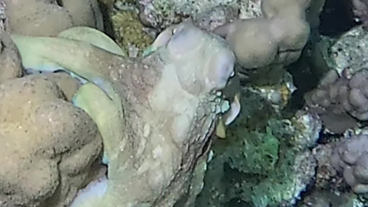 Octopus | Egypt | Fury Shoals