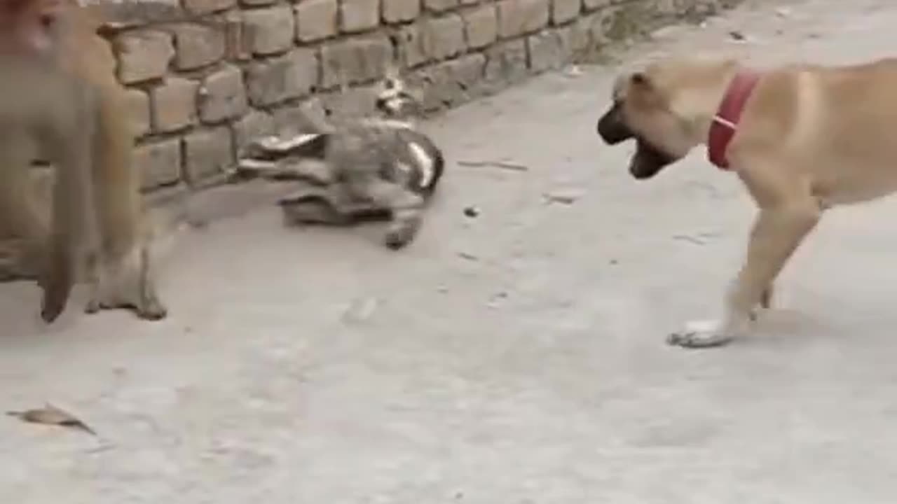 Small Cat Dog and Monkey Encounter..🤣
