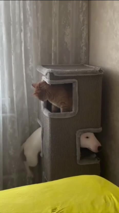 Nice house you got there 🤣