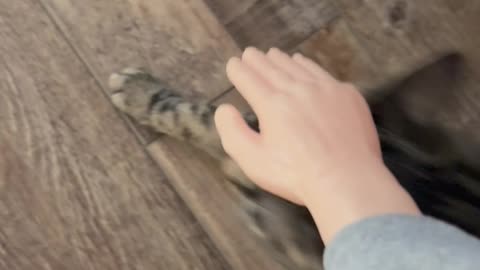 Wednesday Whiskers with SPH featuring Princess Hazel. #catsofinstagram #funny #cats