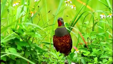 BEAUTY OF NATURE ULTRA HD