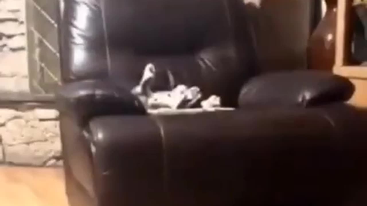 😹🐶 The Funniest Cat Dethroning Ever! | FunFM