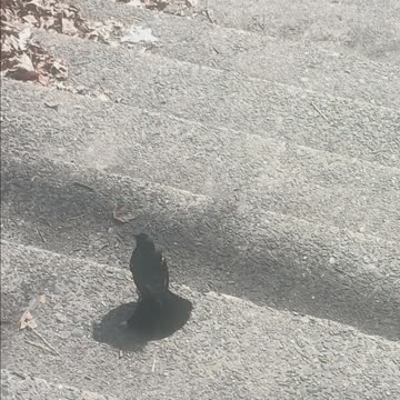 Blackbird kissena