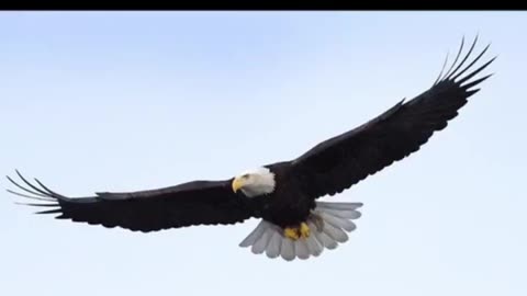 🔥🤯🔥Since the 1930's, How Hollywood Gave America’s Symbol a Fake Scream