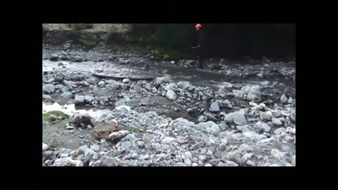 Hind shot in creek on evening