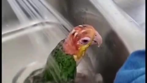 Just winging it with my endless chatter! 🦜😆