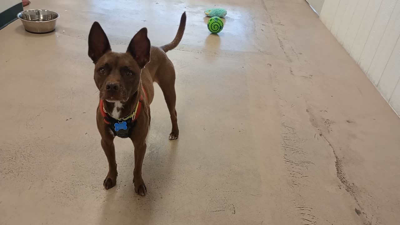 Milo 5y A882460@TRN currently being fostered by a loving family but lookin 4 forever home20251123588