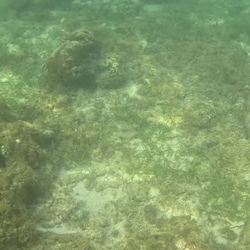 Morning Snorkeling Adventure: A Dive into Serenity