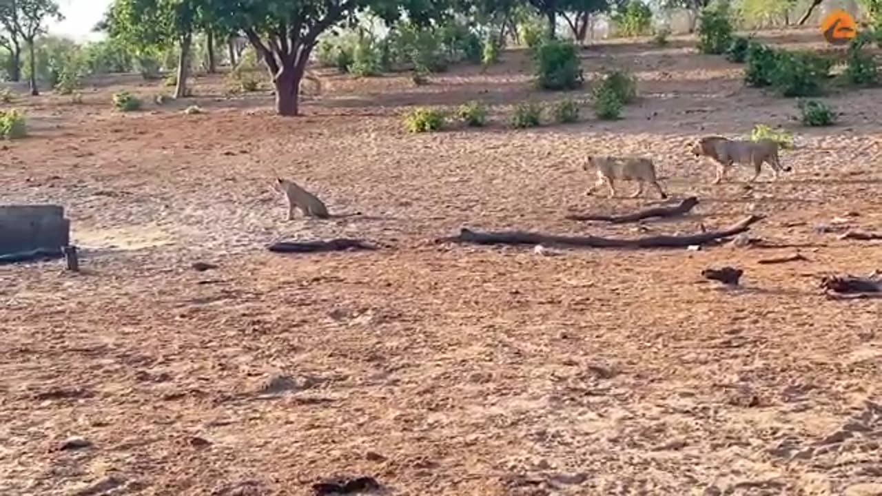 animals