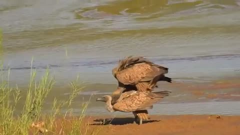 African Big Birds