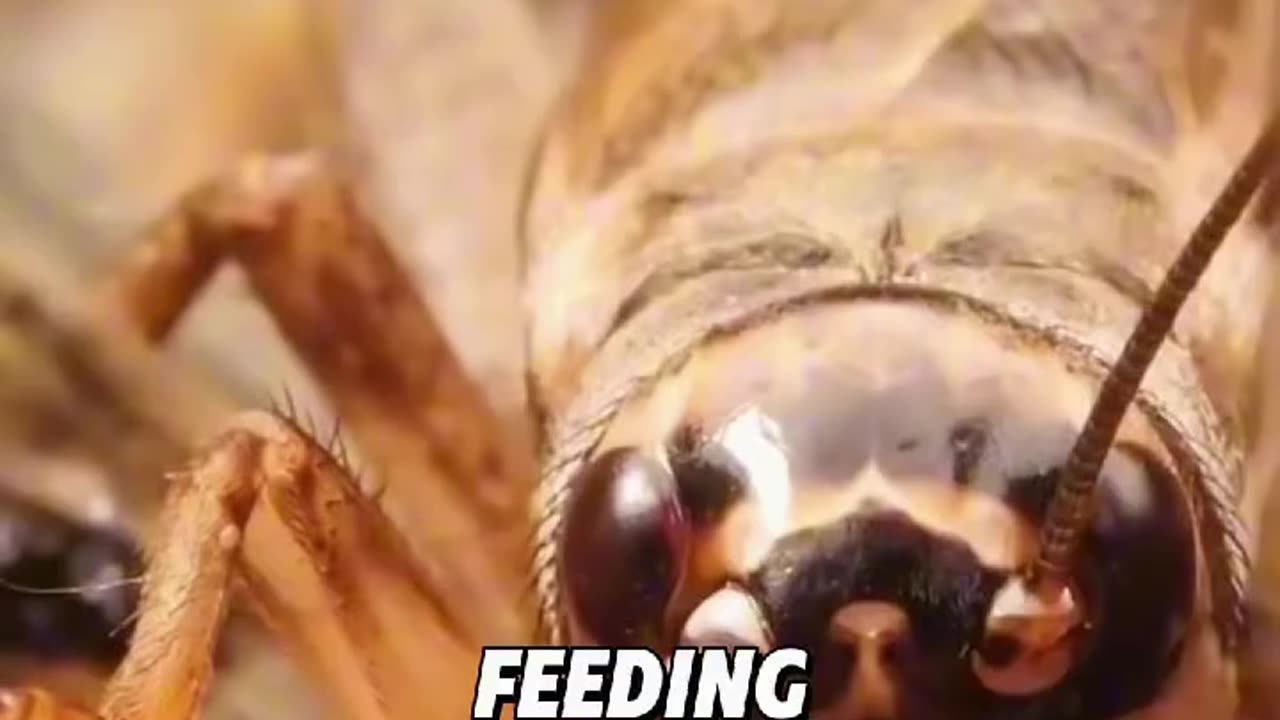 Saving animals from parasites 😱😱😱