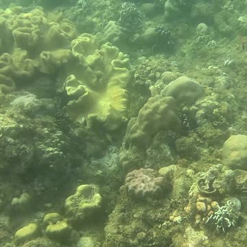 Morning Snorkeling Adventure: A Dive into Serenity