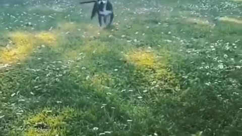 Different types of fun by dogs