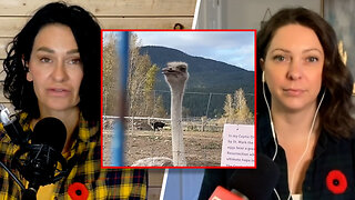 Federal agents move in ahead of mass ostrich cull