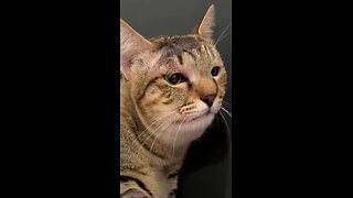 Gata se sacrifica y salva a una familia de una serpiente venenosa en Bali