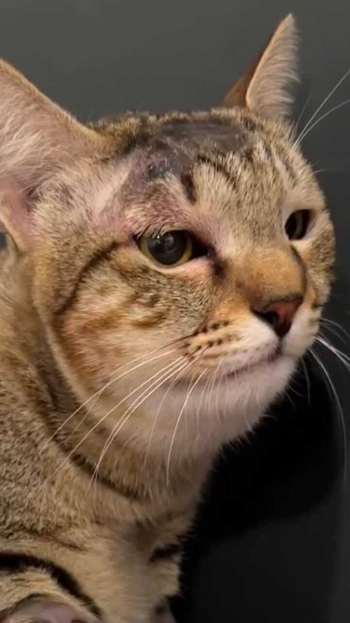 Gata se sacrifica y salva a una familia de una serpiente venenosa en Bali