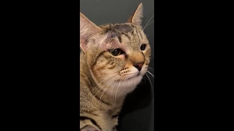 Gata se sacrifica y salva a una familia de una serpiente venenosa en Bali