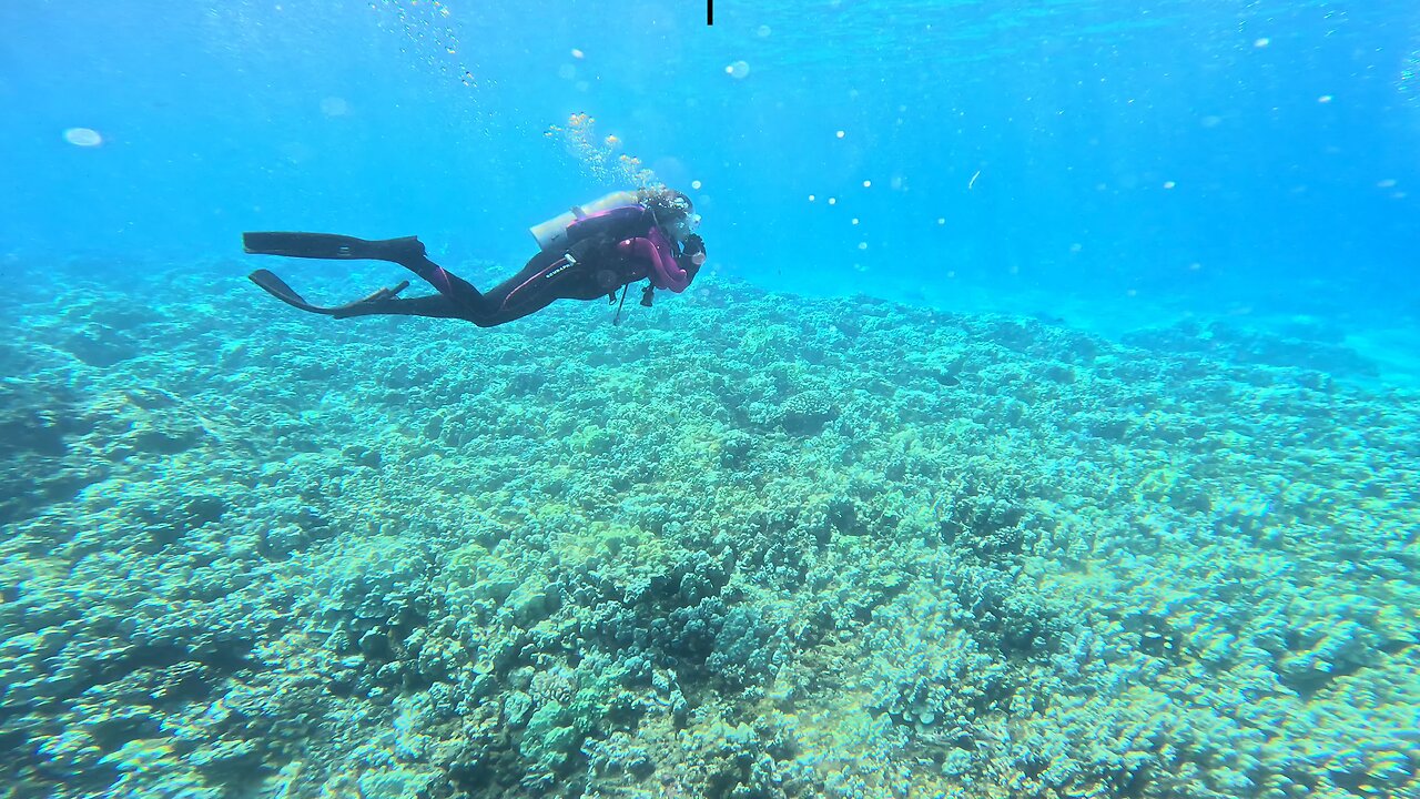 Maui Fun July 15th-16th, 2025